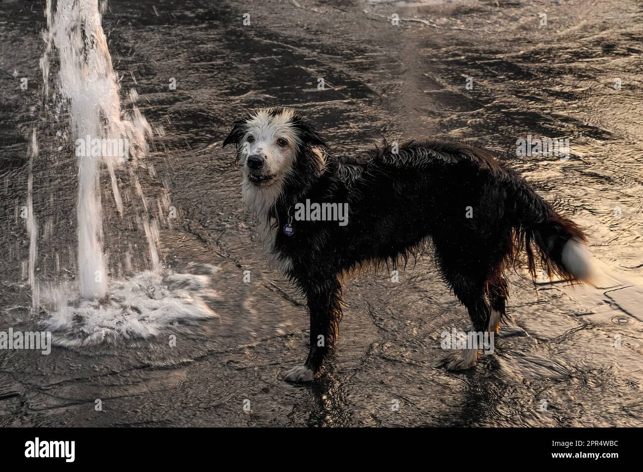 Time for a tail wag. Soaked dog stops for a breather after playing with fountain water spouting in the Grand Place in Tournai or Doornik, Wallonia, Hainaut, Belgium. Stock Photo