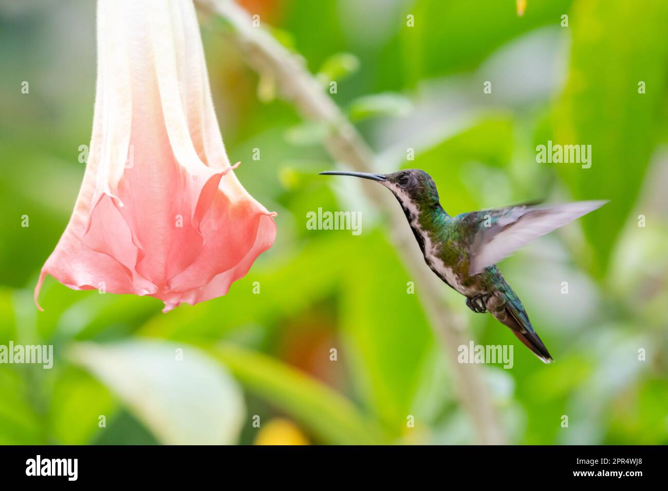 Black-throated Mango hummingbird hovering next to an exotic pink Angel Trumpet flower. Stock Photo