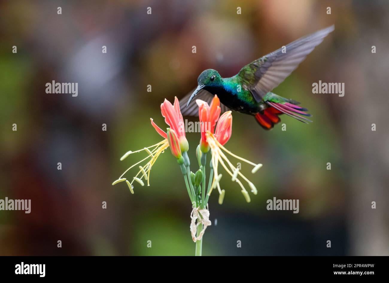 Black-throated Mango hummingbird with raindrops on his beak flying next to a tropical lily. Stock Photo