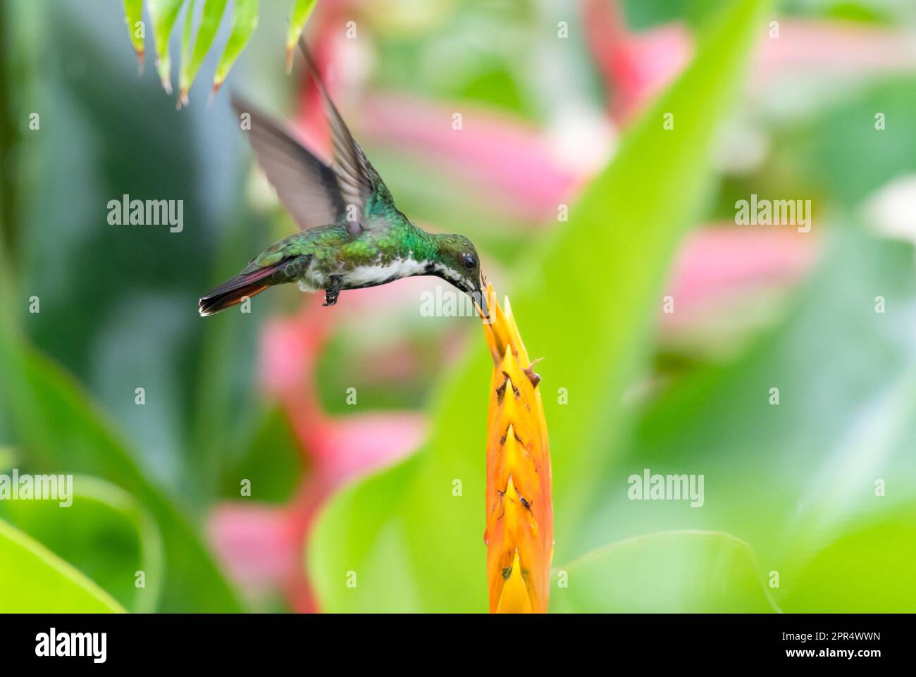 Black-throated Mango hummingbird, Anthracothorax nigricollis, feeding on an exotic orange Espiscopalis Heliconia flower. Stock Photo