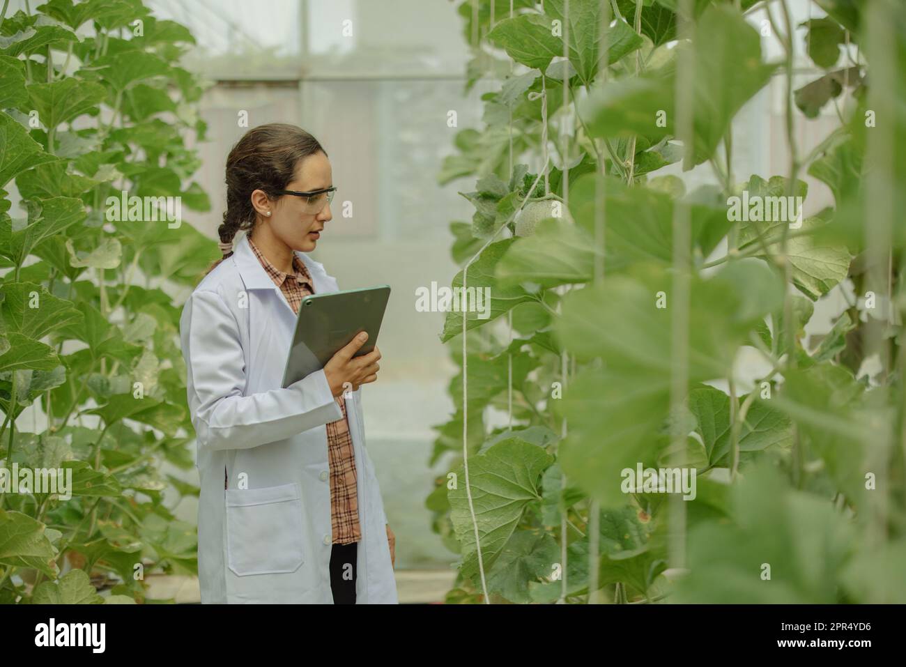 Agricultural researchers develop crop calendars and workflows to