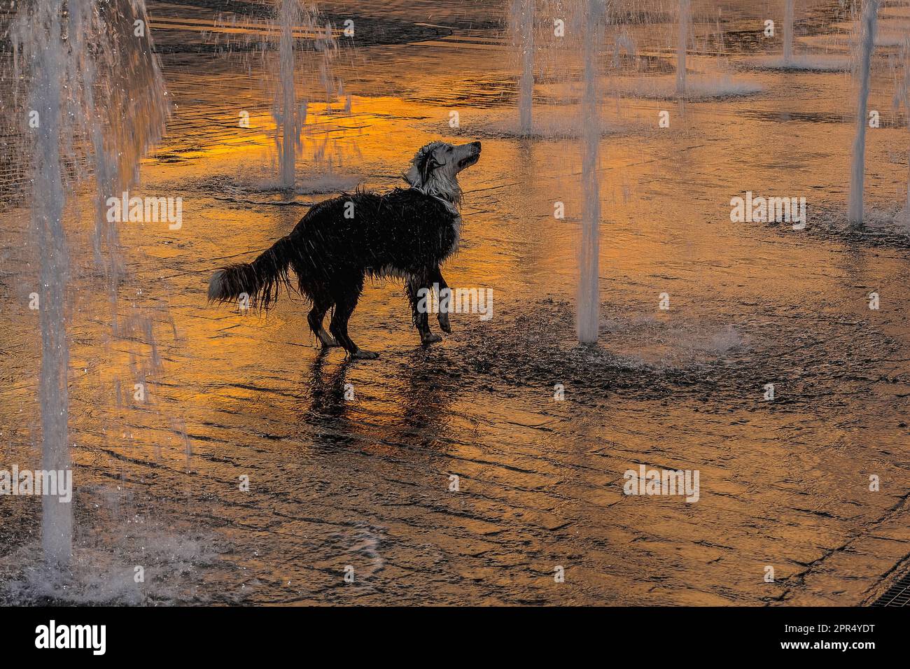 Curious dog is captivated by rising and falling water jets from public fountains in the Grand Place in Tournai or Doornik, Wallonia, Hainaut, Belgium. Stock Photo