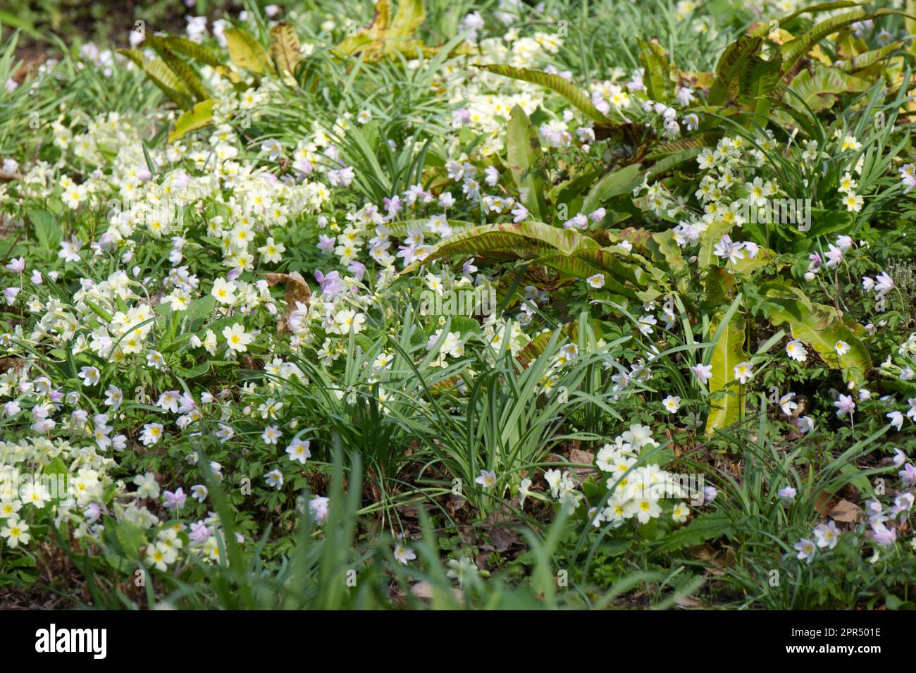 Pale yellow primroses Primula vulgaris and pink spring flowers of wood anemone nemorosa E.A. Bowles and hart's tongue fern in UK garden April Stock Photo