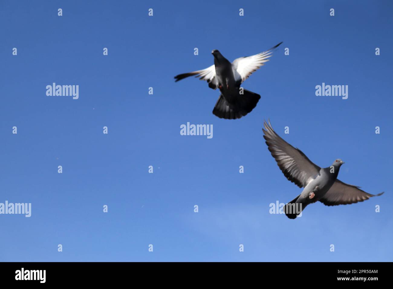 A flock of pieons captured in flight Stock Photo