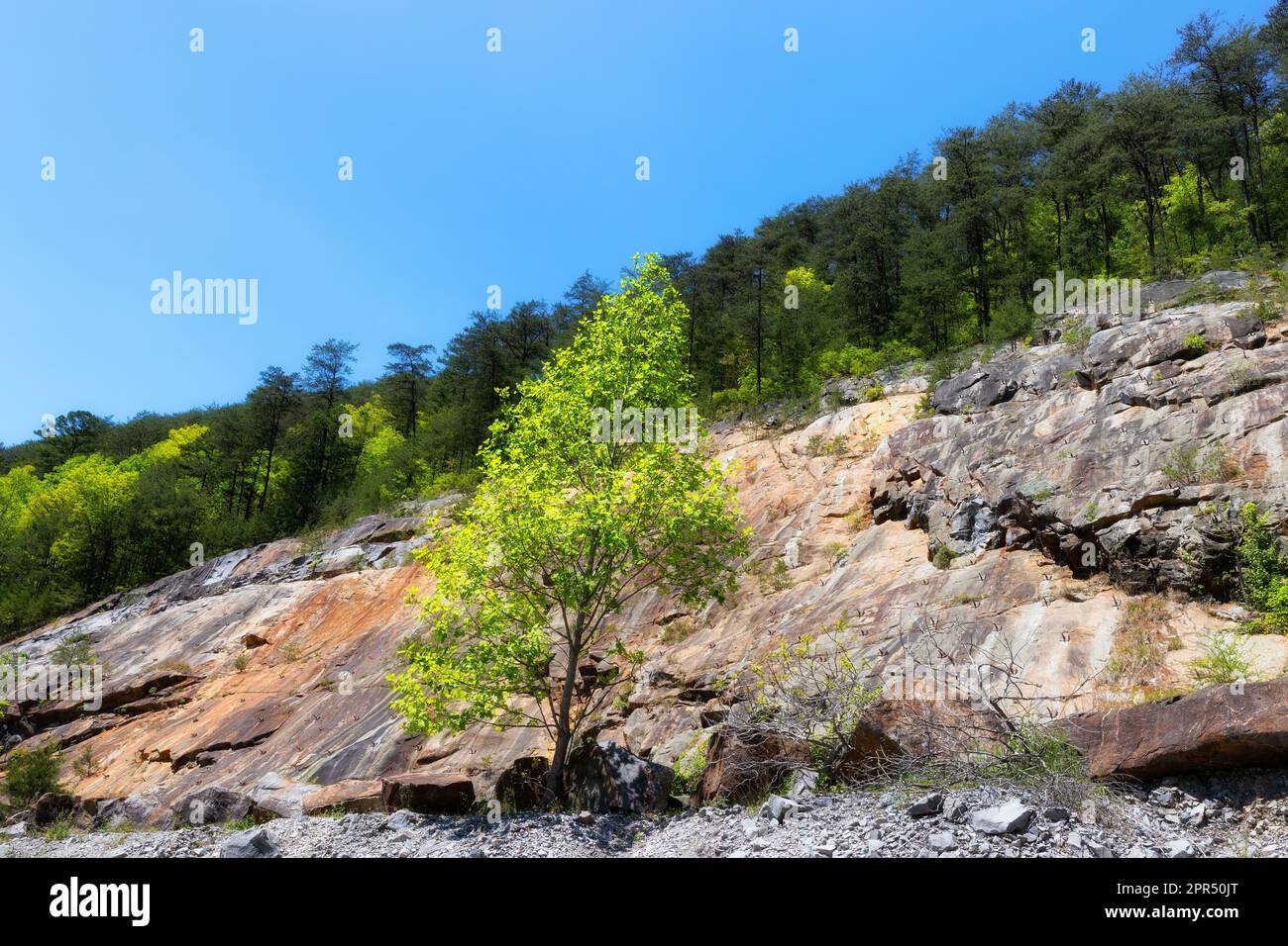A tree grows out of a cliff face above the Ocoee River in Polk County, Tennessee, USA. Stock Photo