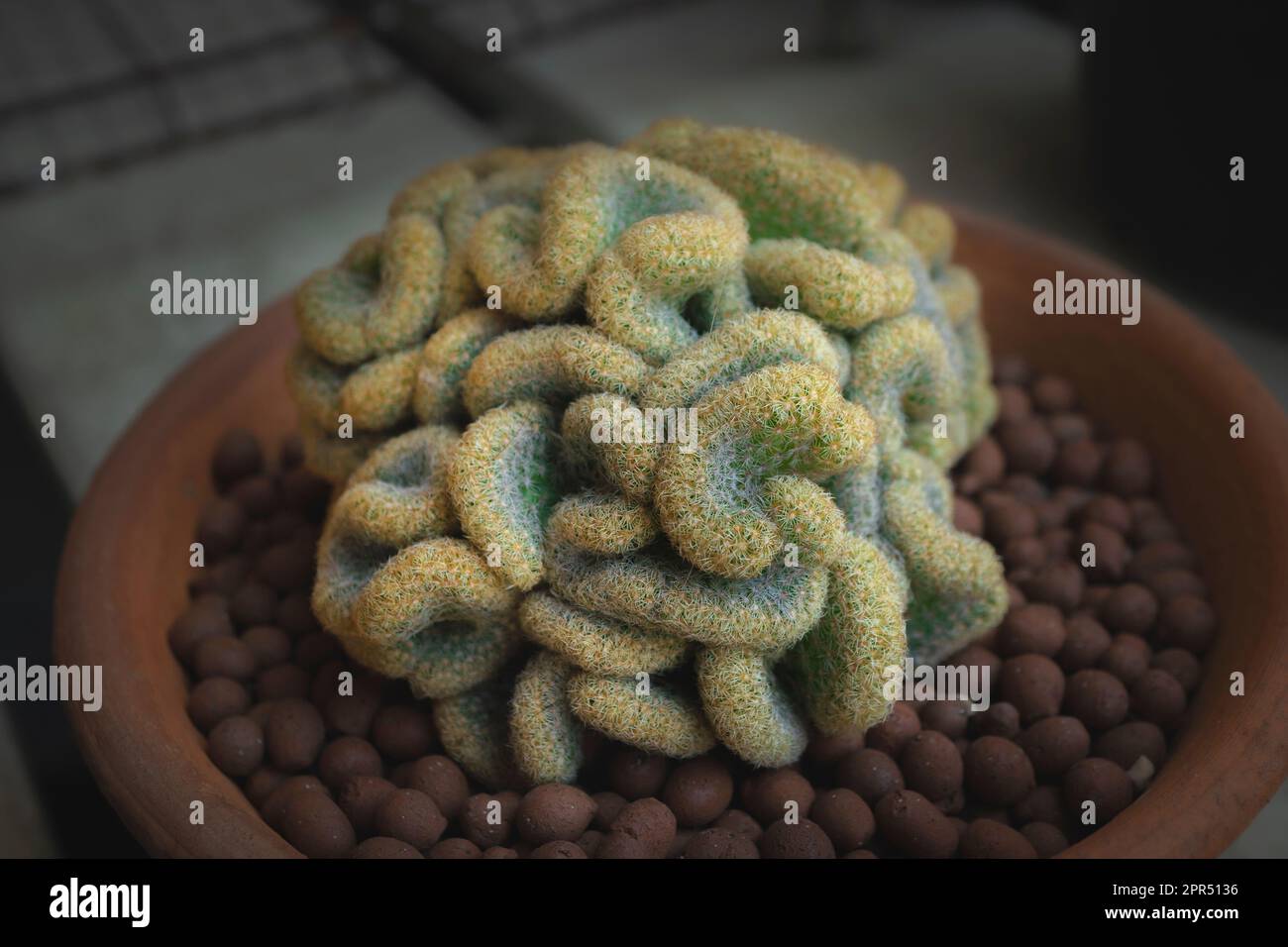 The Brain Cactus (Mammillaria elongata cristata) is a cactus loos like a human brain in a pot. Close-up. Stock Photo