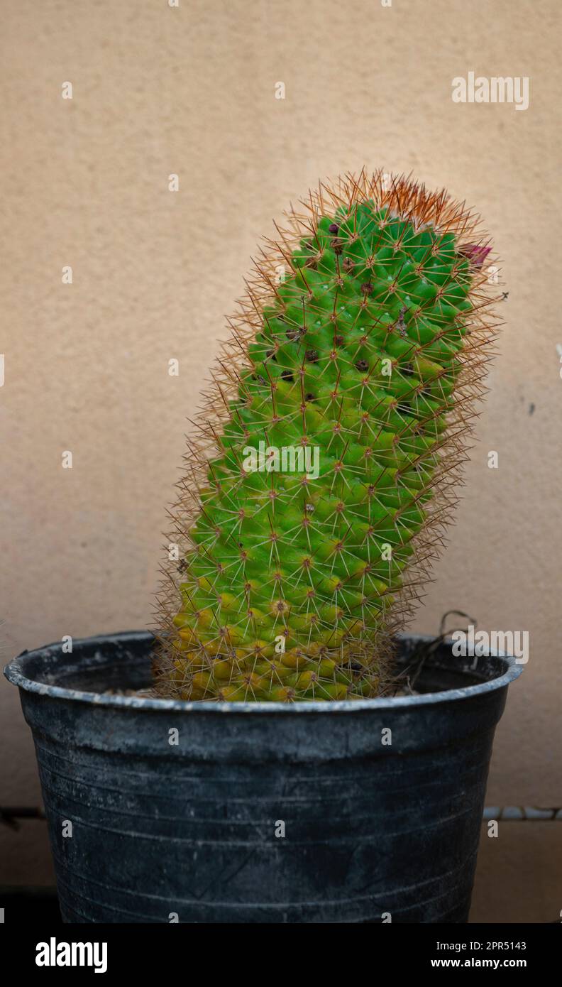 Cactuses in a black pot on a brown background. Selective focus. Stock Photo
