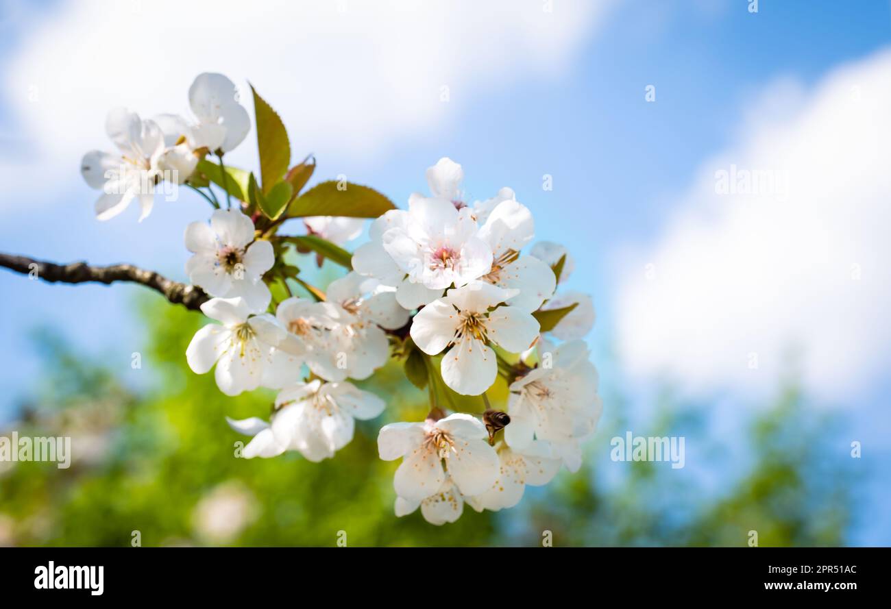 White plum flowers bloom in spring Stock Photo