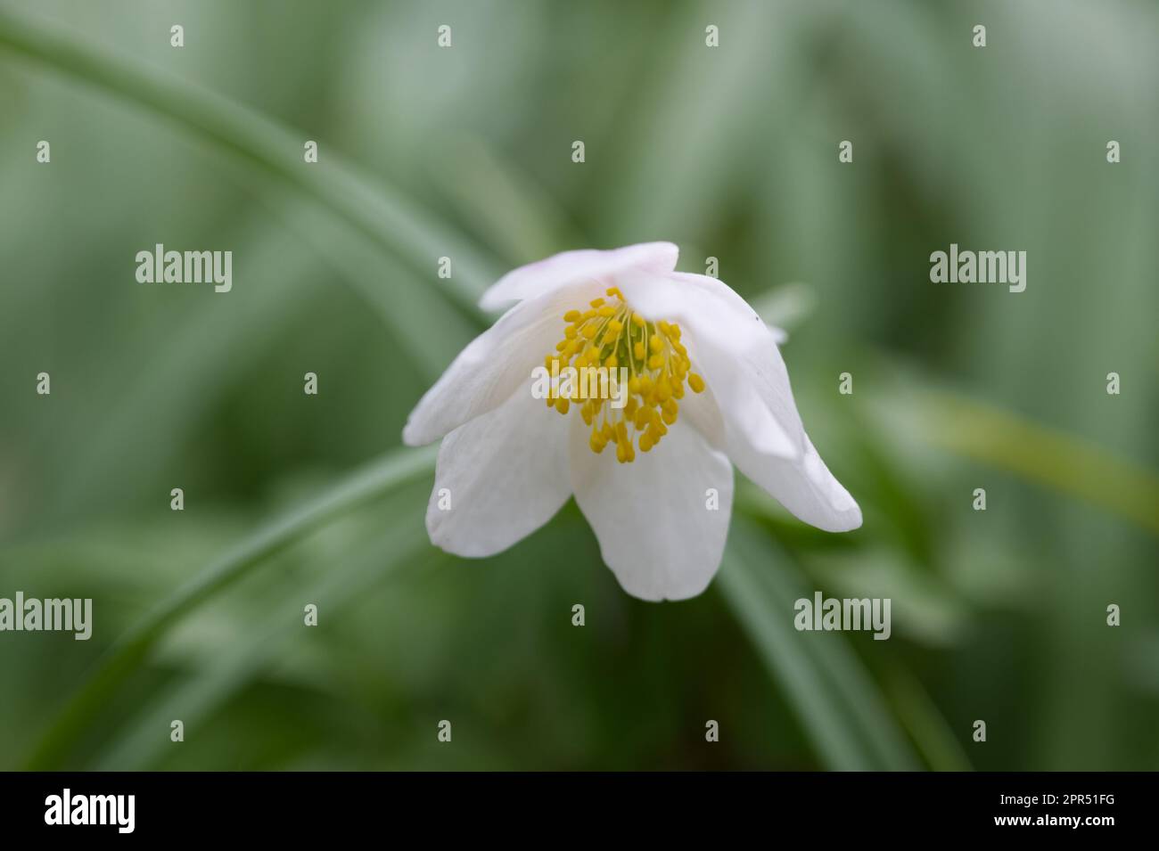 Close up of dainty spring flower of wood anemone nemorosa Bowles White in UK garden April Stock Photo