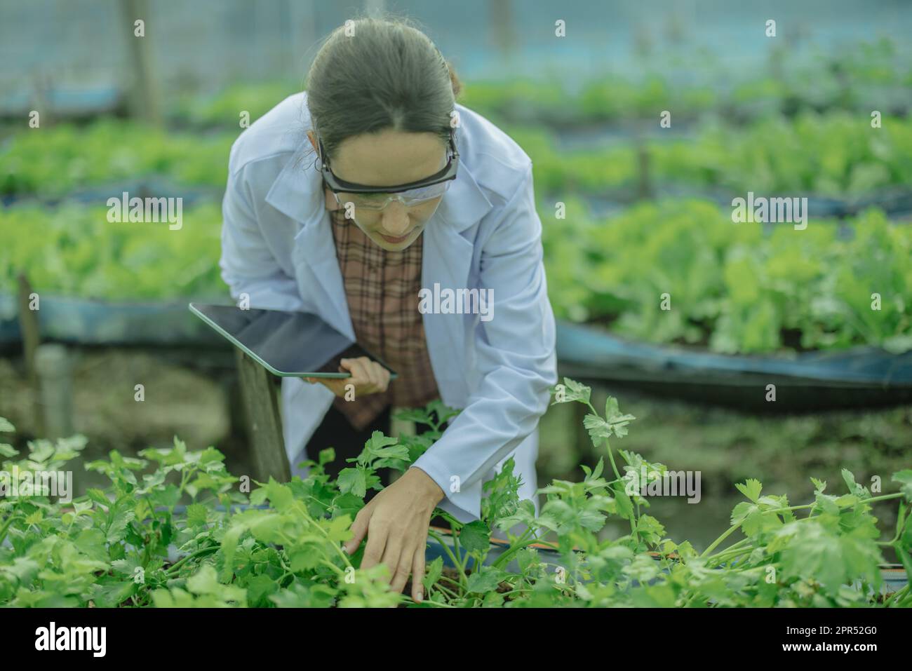 To assess the efficiency of modern greenhouse farming management
