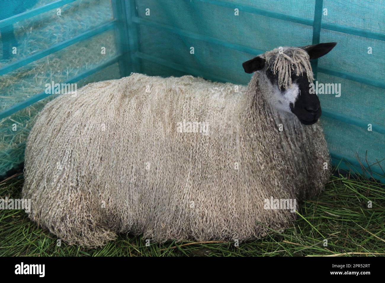 A Fine Example of a Teeswater Farmyard Sheep Stock Photo Alamy