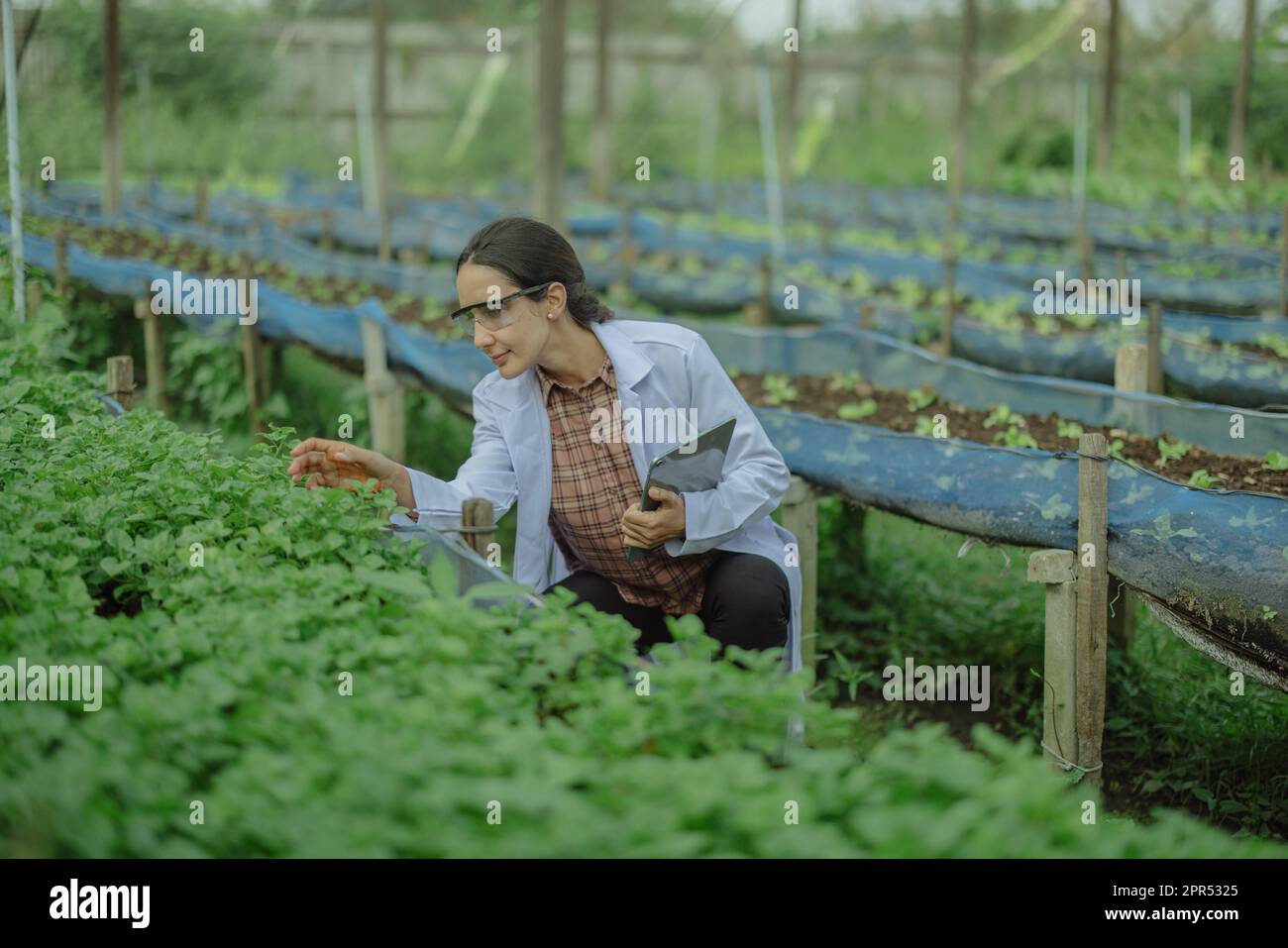 To assess the efficiency of modern greenhouse farming management