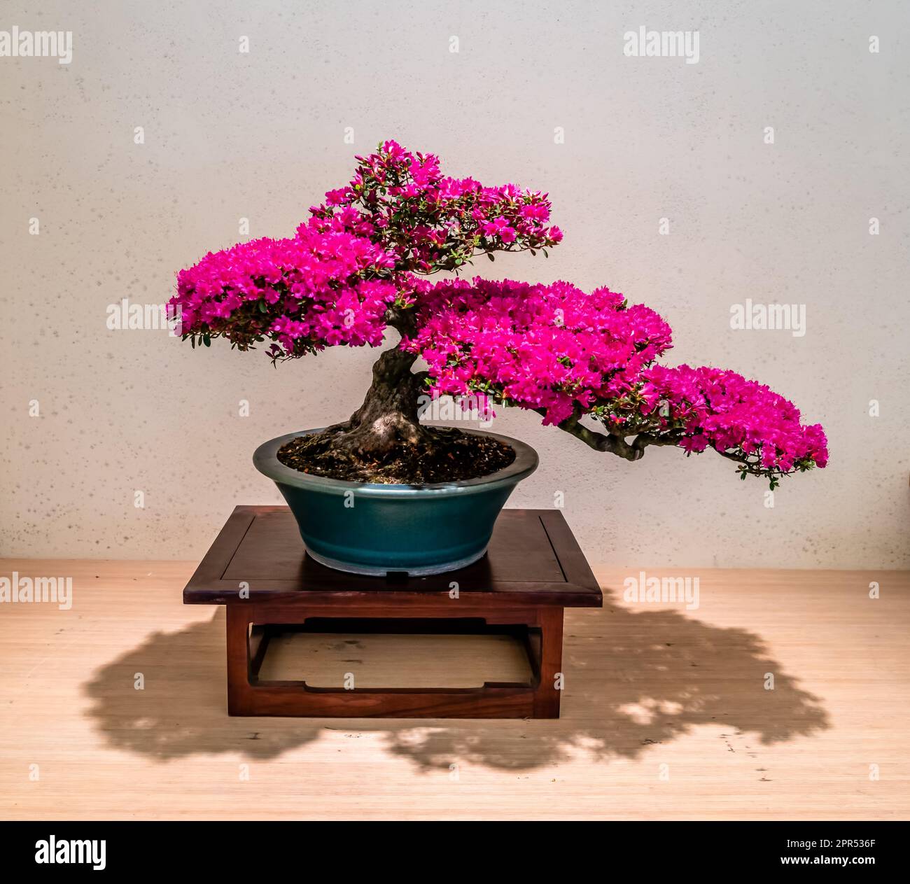 Bonsai tree at the Pacific Bonsai Museum in Federal Way, Washington