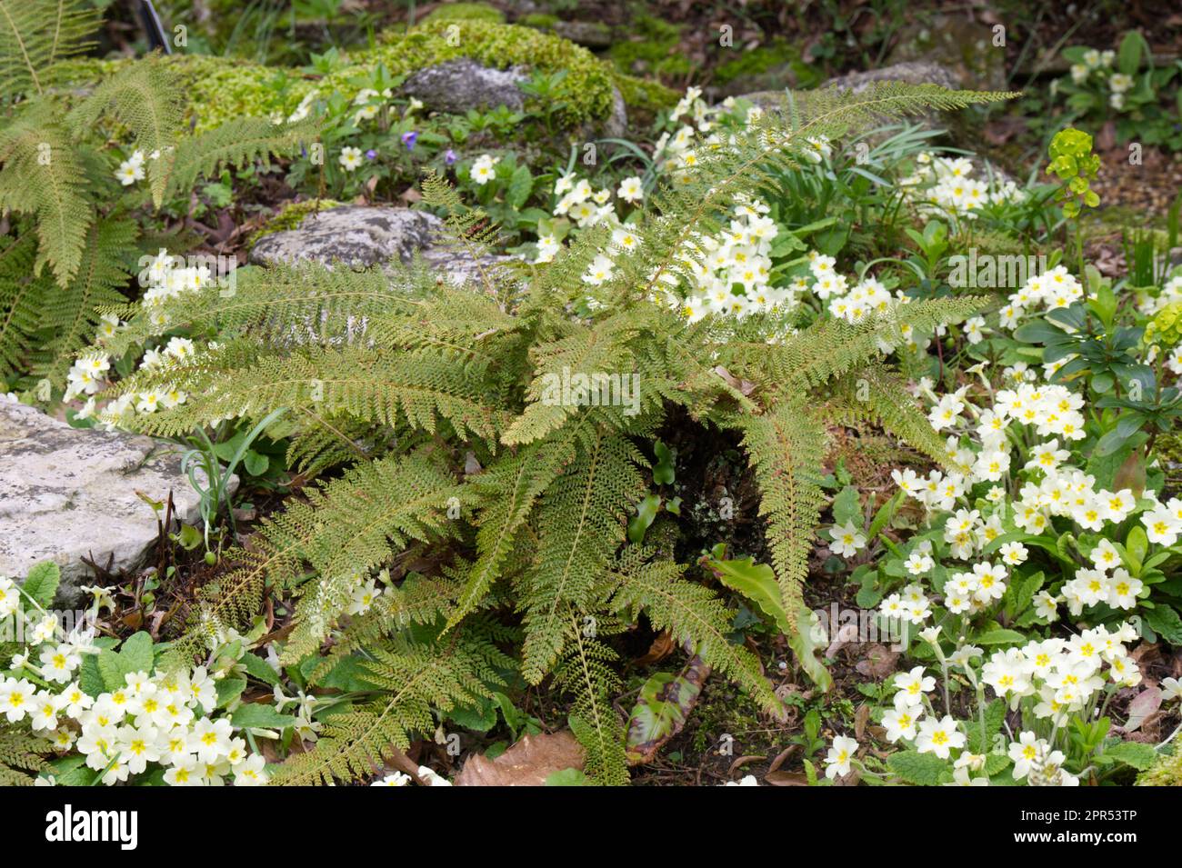 Spring scene of Wild primroses, primula vulgaris and Soft shield fern Polystichum setiferum (Divisilobum Group) in shady UK garden April Stock Photo