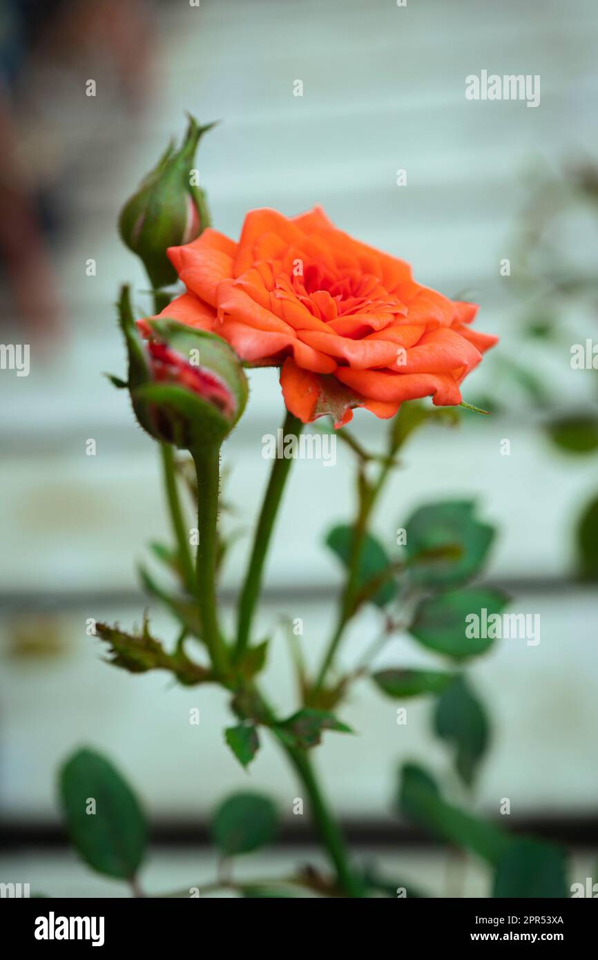 Miniature orange rose hi-res stock photography and images - Alamy