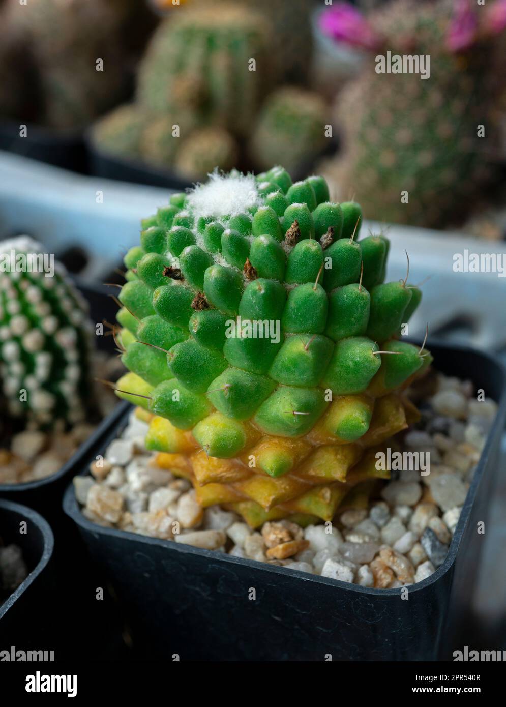 Mammillaria gigantea hi-res stock photography and images - Alamy