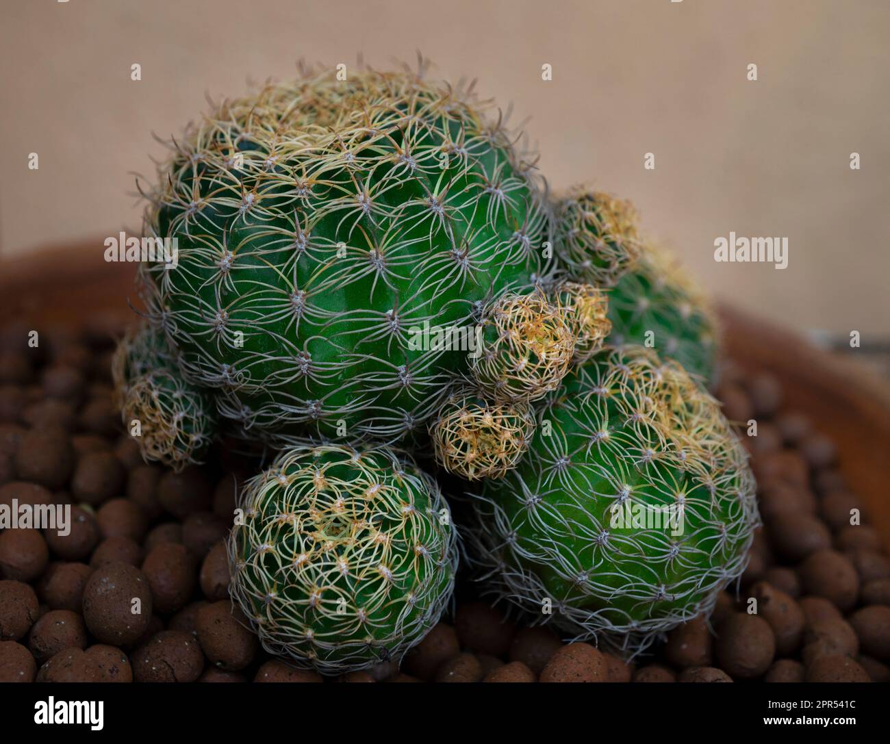 Cactuses in a black pot on a brown background. Selective focus. Stock Photo