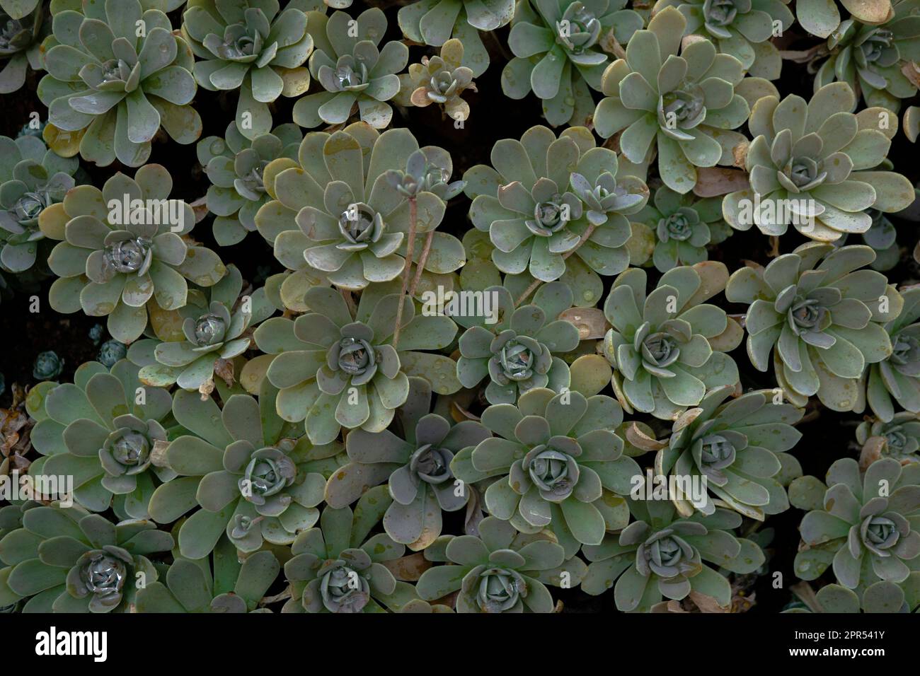 Succulent Echeveria. Botanical gardening background. Stock Photo