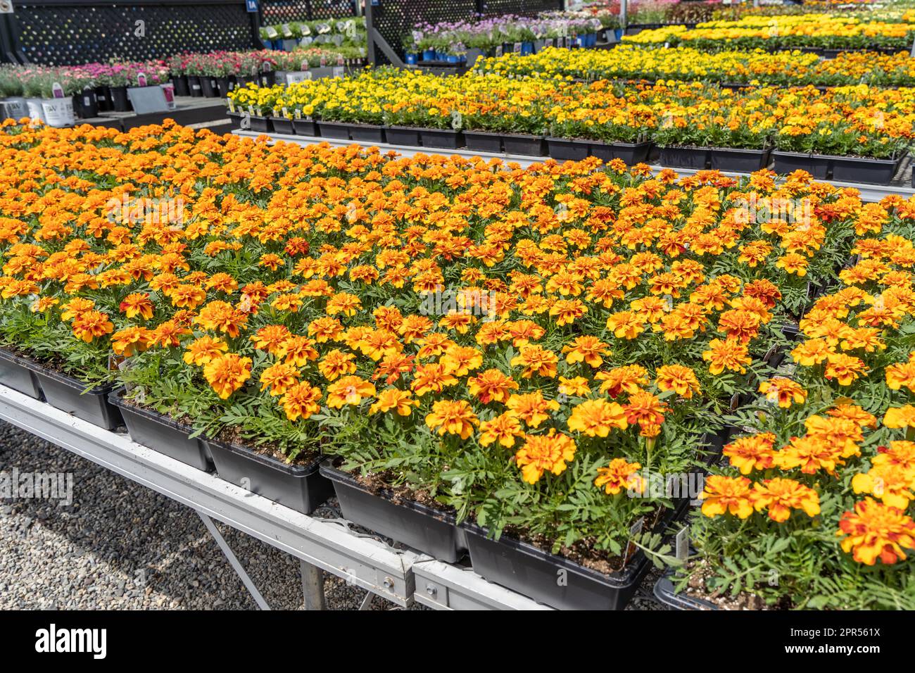 Colorful marigolds on sale at greenhouse ready for spring planting. Stock Photo