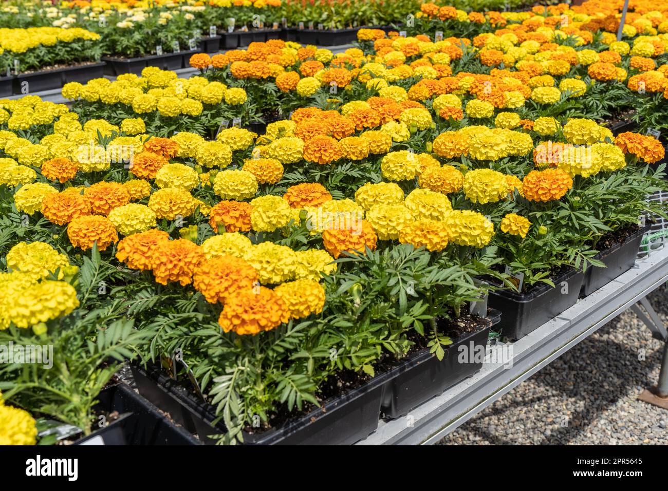 Beautiful orange and yellow marigolds for sale at greenhouse. Stock Photo