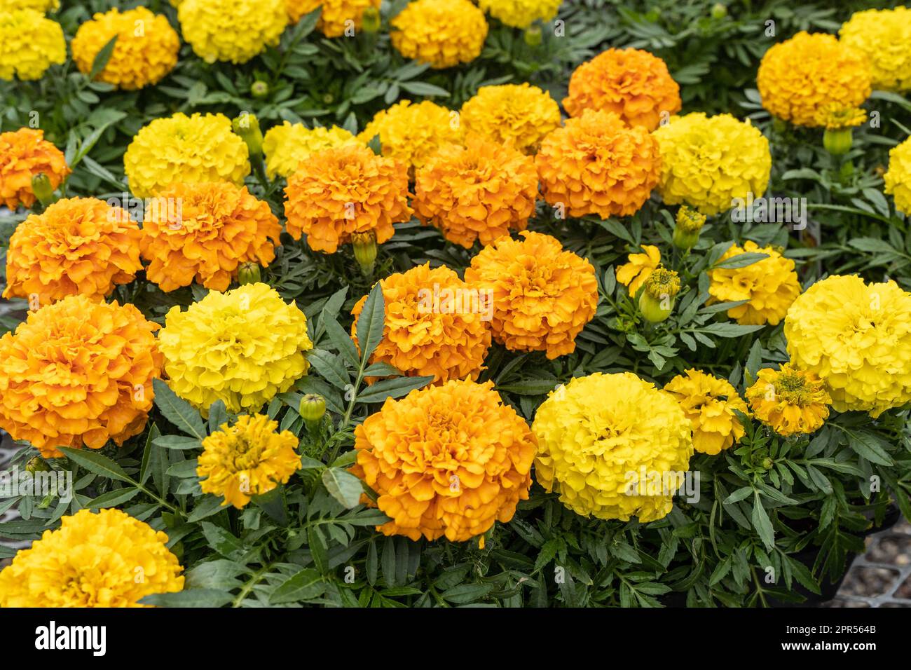Beautiful orange and yellow marigolds for sale at greenhouse. Stock Photo