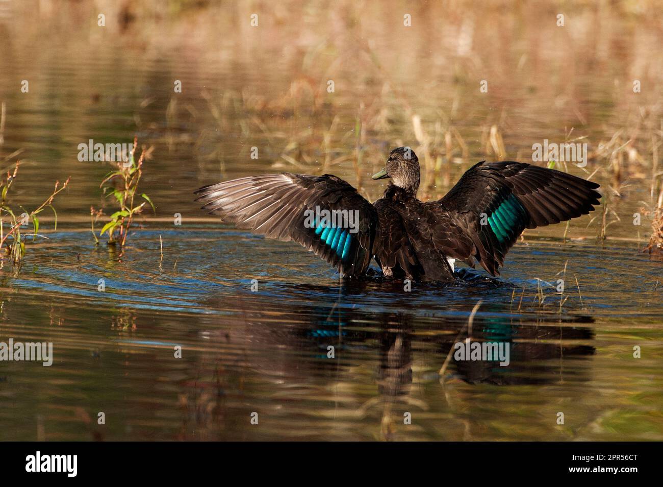 American Black duck showing diagnostic iridescent blue speculum without