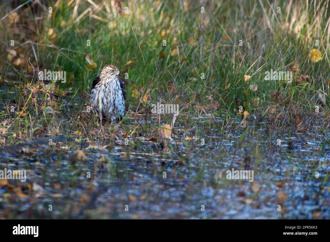 Cooper's hawk taking a bath Stock Photo Alamy