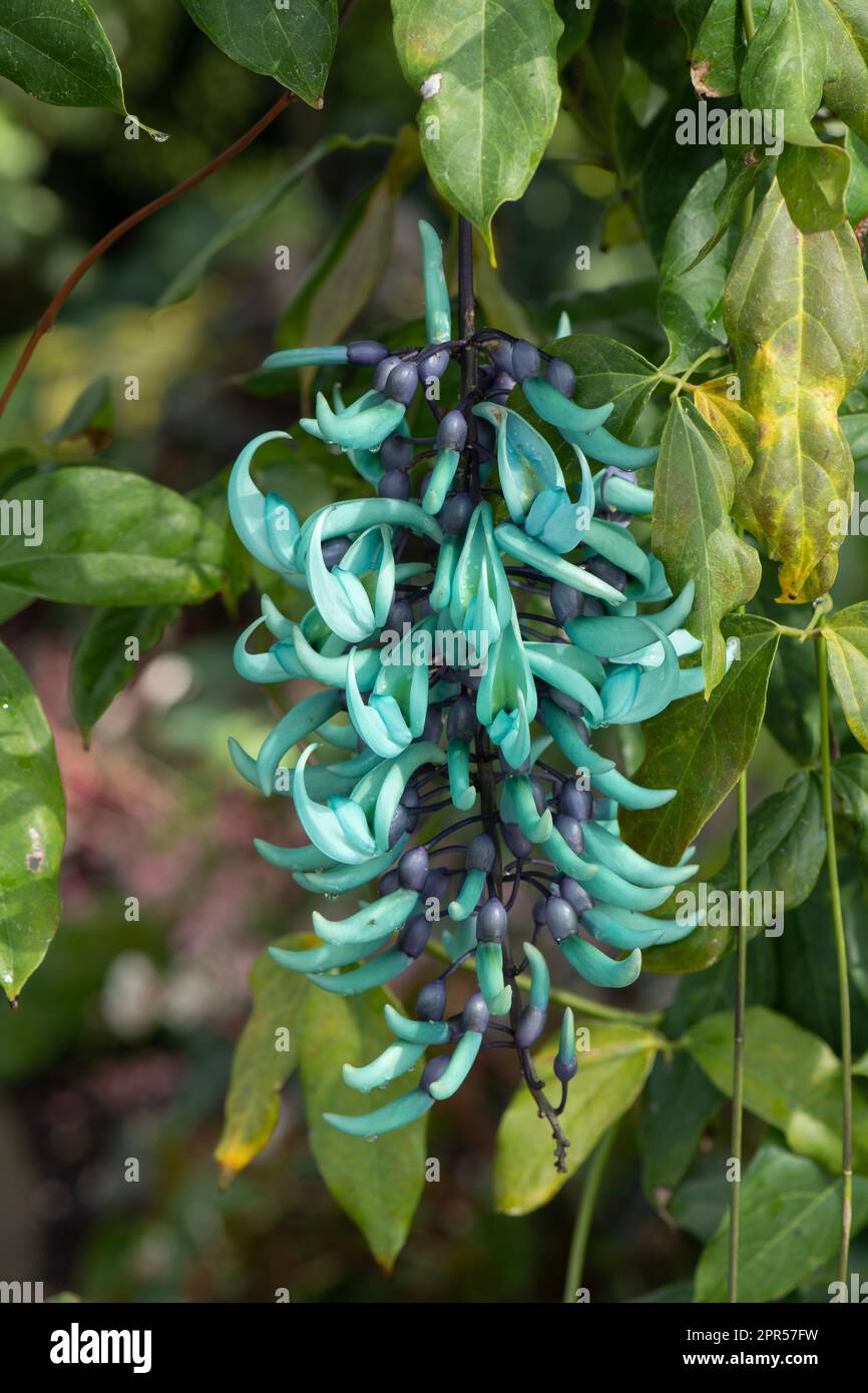 Jade Vine Strongylodon macrobotrys. Botanic garden, Surrey, UK Stock