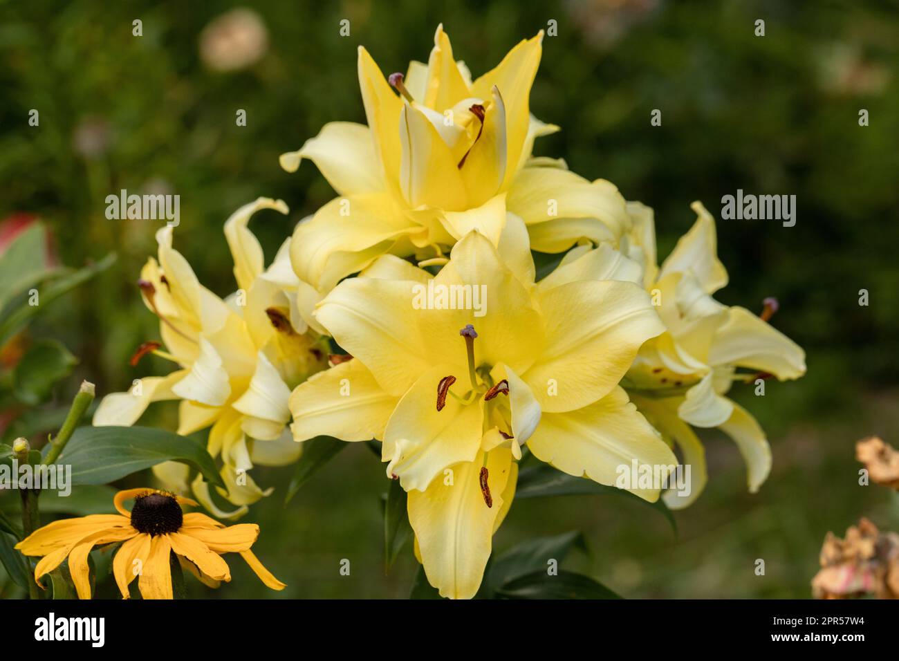 Lily Exotic Sun double yellow flowers - OT-Hybrid Stock Photo