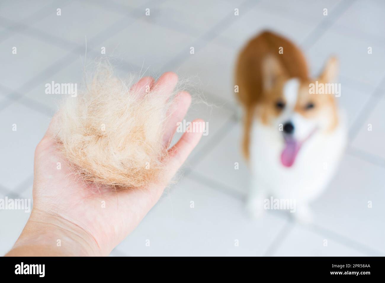 Problems with dogs' wool. Concept annual molt, coat shedding, molting