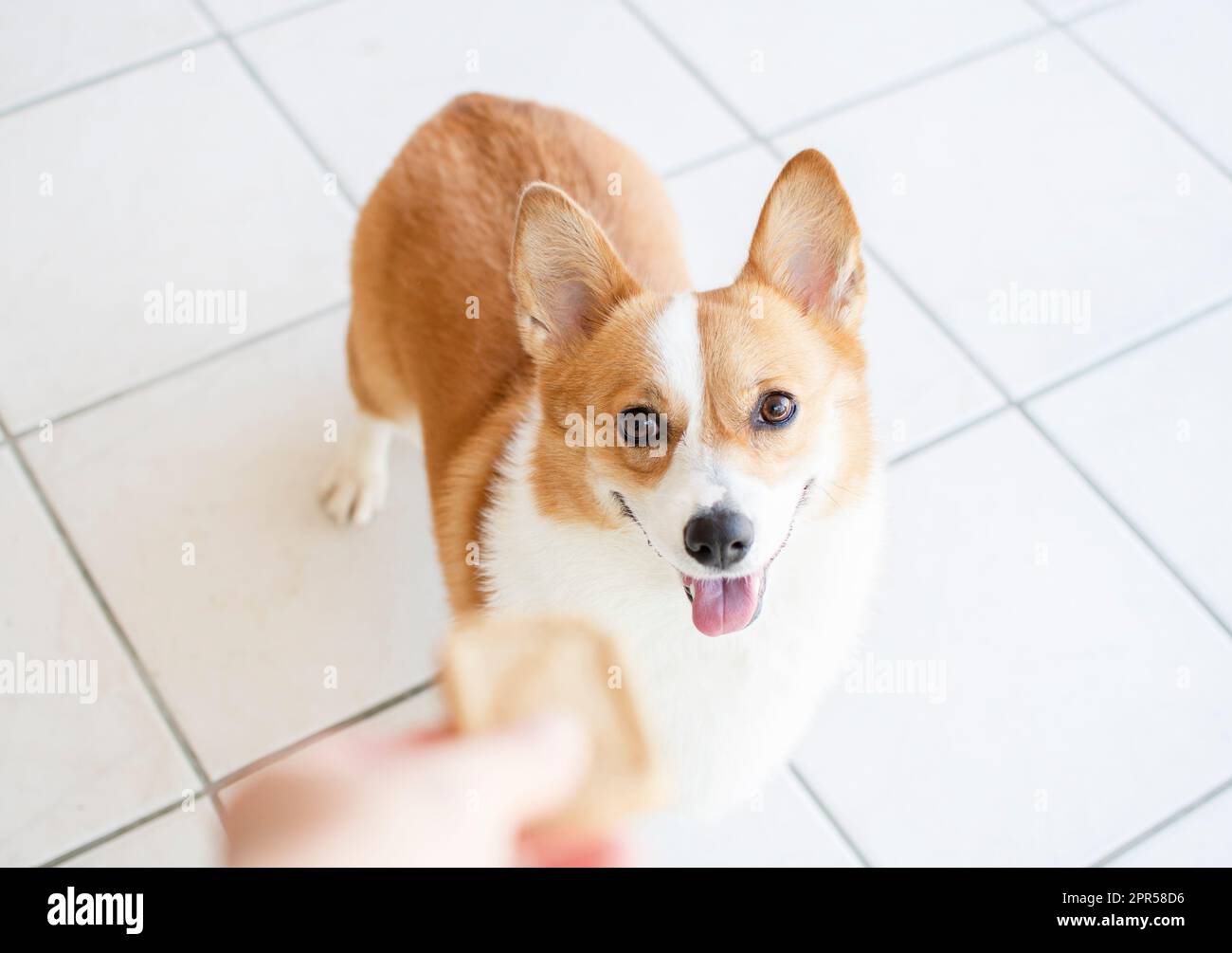 Portrait of Pembroke Welsh Corgi. Portrait of the dog looking at the camera. Hand offers a treat to a dog Stock Photo