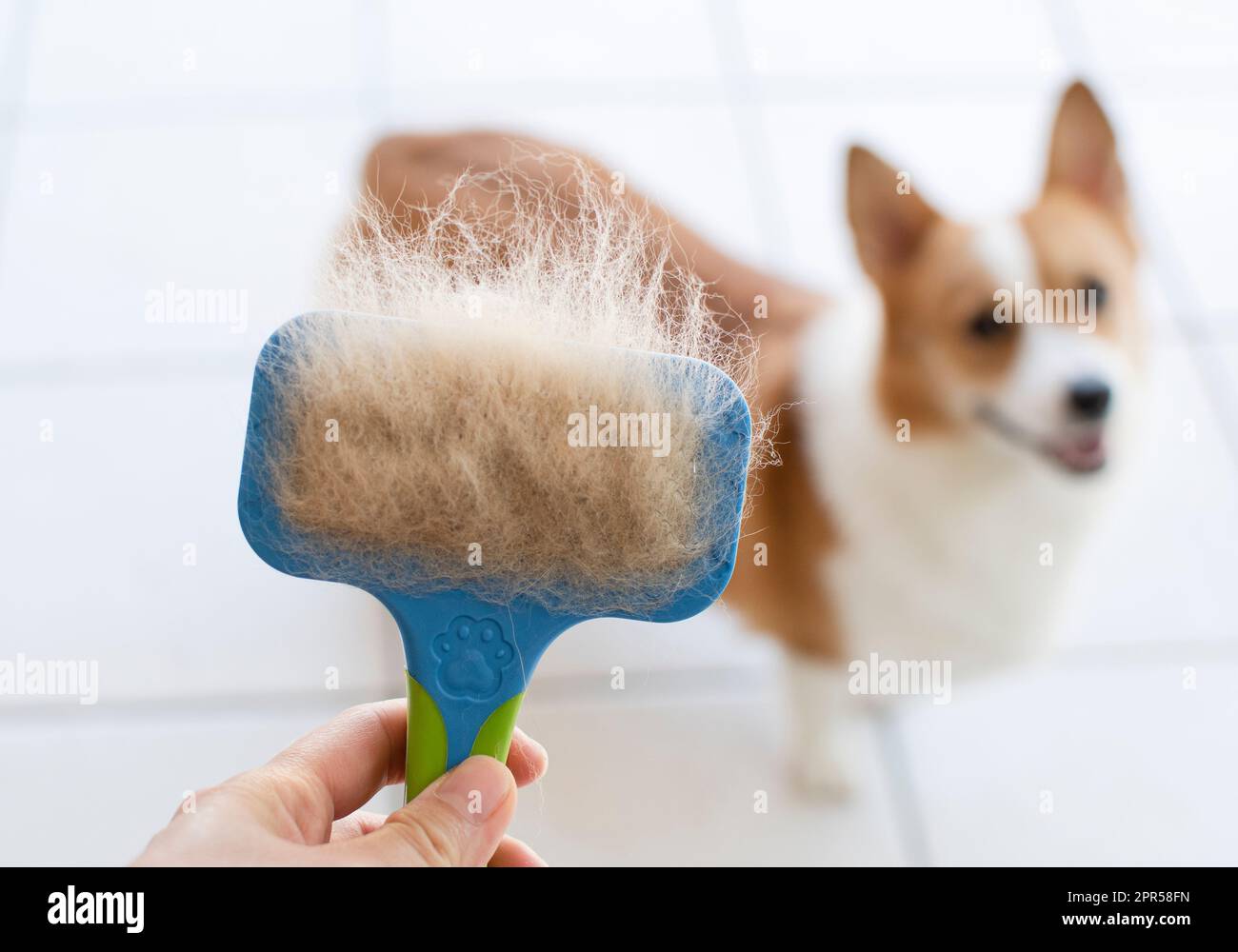 Problems with dogs' wool. Concept annual molt, coat shedding, molting