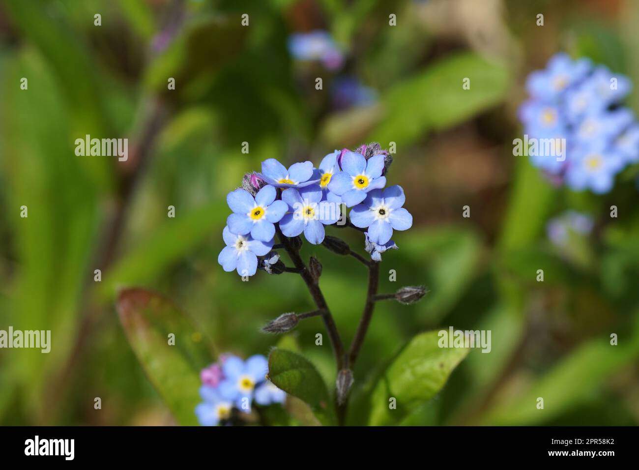 Wood forget-me-not, woodland forget-me-not (Myosotis sylvatica). Borage or Forget-me-not family (Boraginaceae). Faded Dutch garden, spring, april Stock Photo