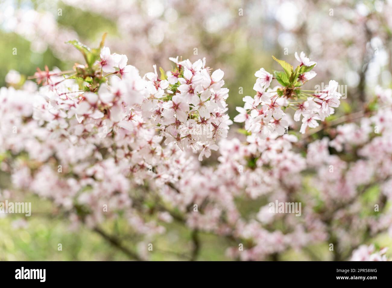 Selective focus of the Japanese cherry blossom tree Prunus nipponica