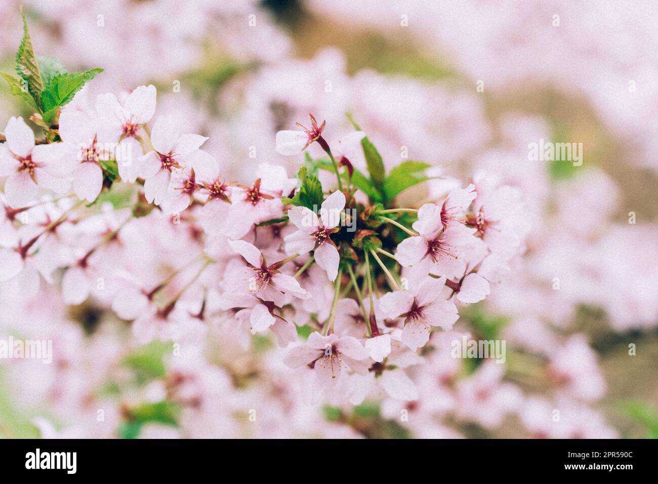 Selective focus. Japanese cherry blossom or sakura Prunus nipponica Miyabe M.Hiroe Brilliant in spring. Stock Photo