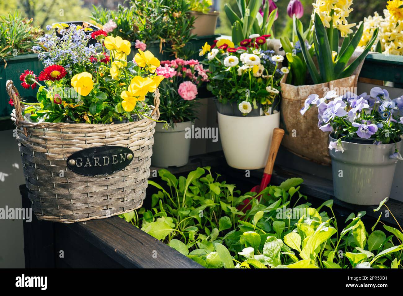 Flowers and plants on balcony close up Stock Photo