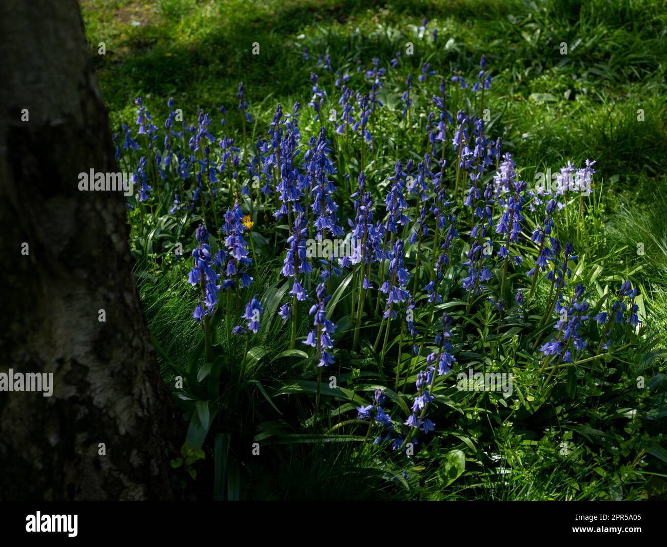 Bluebells growing in Merrion Square in Dublin city, Ireland. Stock Photo