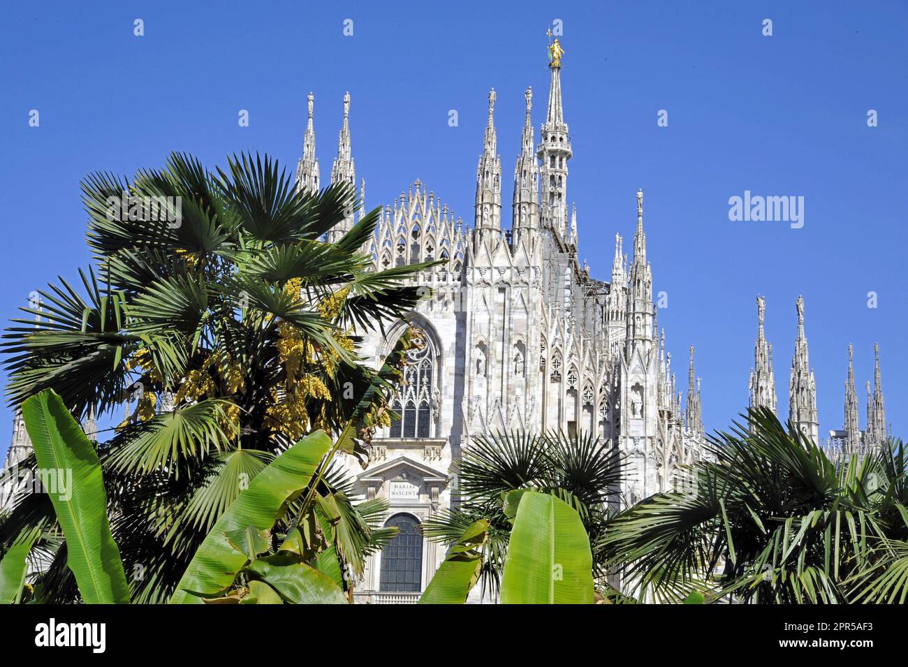 - Milan, palm trees and tropical plants in Piazza del Duomo   - Milano, palme e piante tropicali in piazza del Duomo Stock Photo