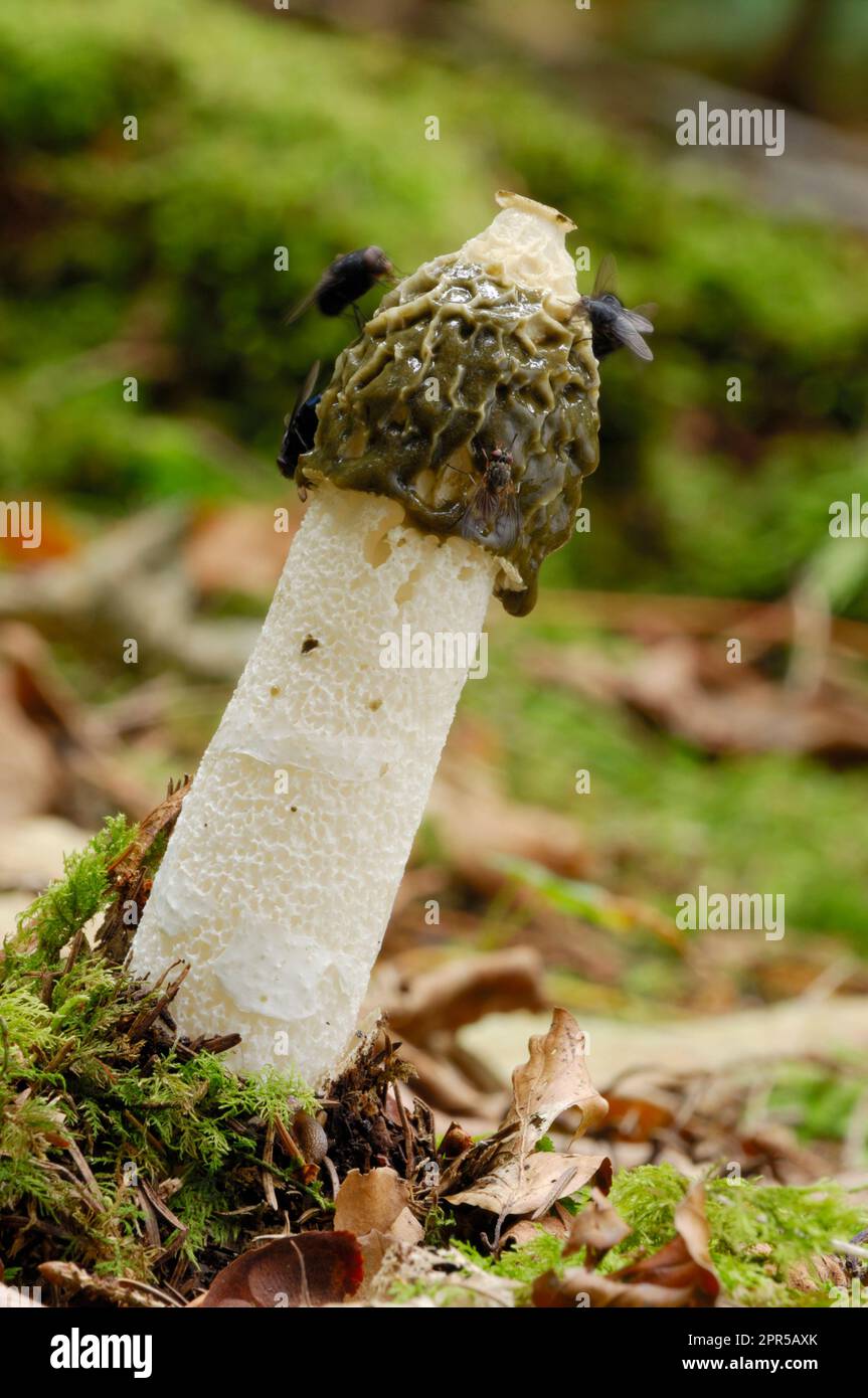 Stinkhorn Fungi (Phallus impudicus) low-angle view of ripe specimen with flies attracted to spore-bearing jelly on cap in mixed woodland. Stock Photo