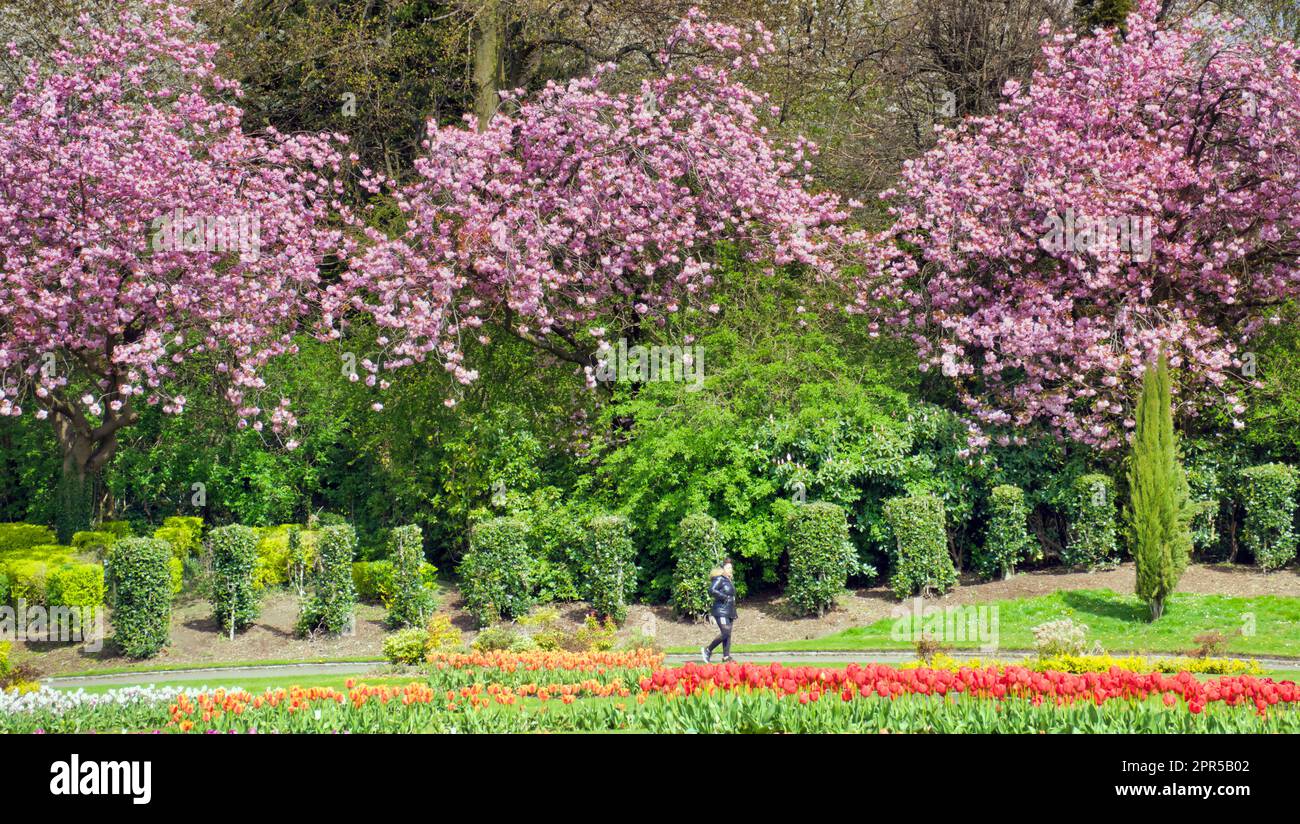 Glasgow, Scotland, UK 26th , April, 2023. UK Weather Sunny city Cherry