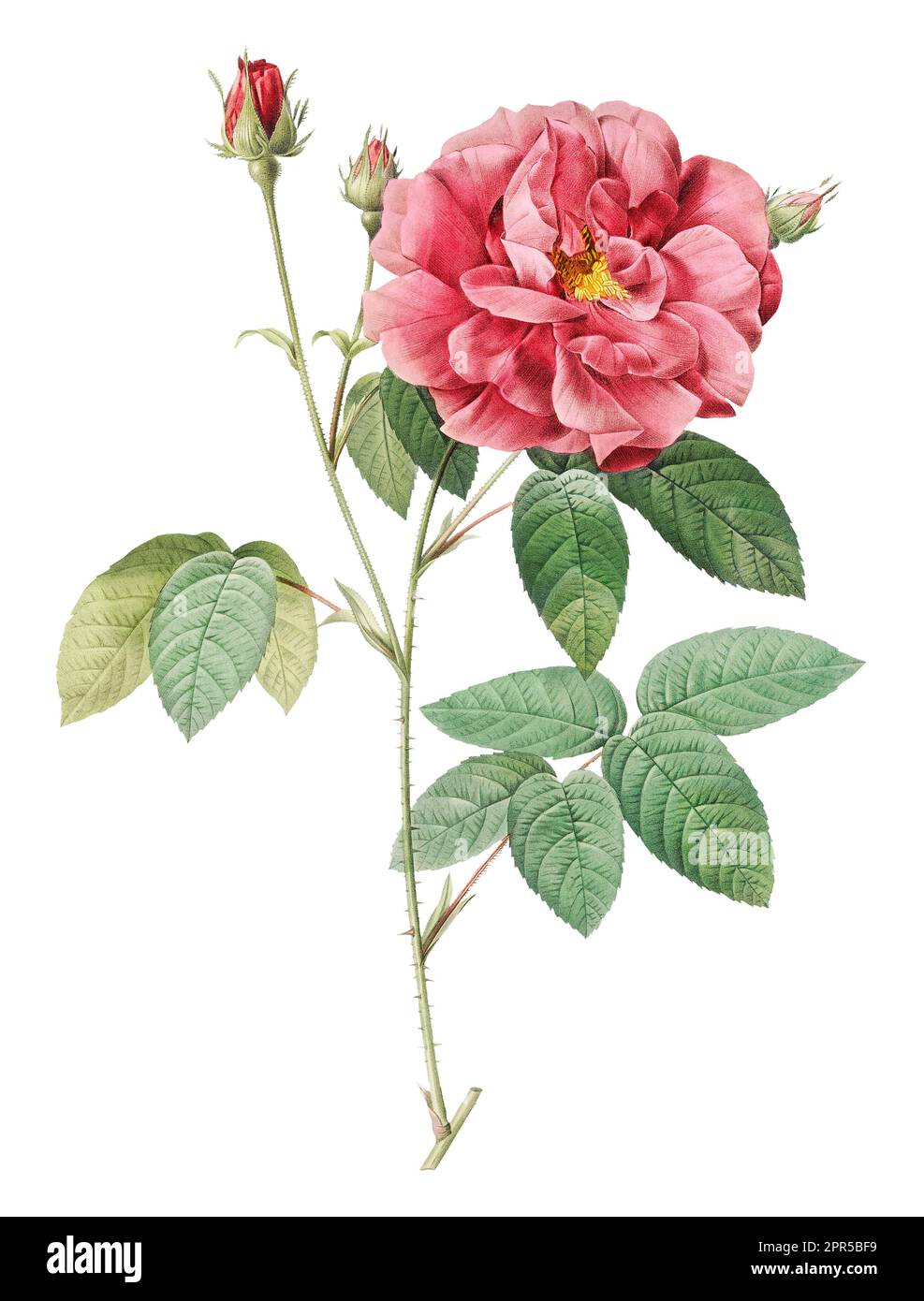 A close-up shot of two roses on a stem surrounded by lush green leaves ...