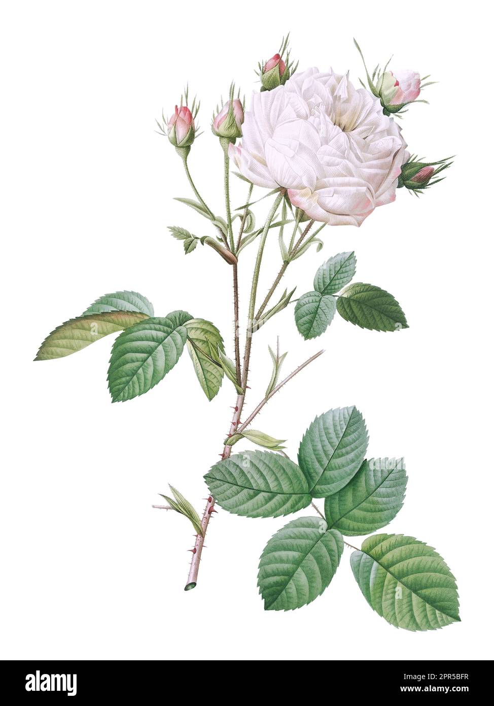 A vibrant, close-up illustration of a single rose featuring soft pink petals and healthy green foliage, growing from a long stem Stock Photo