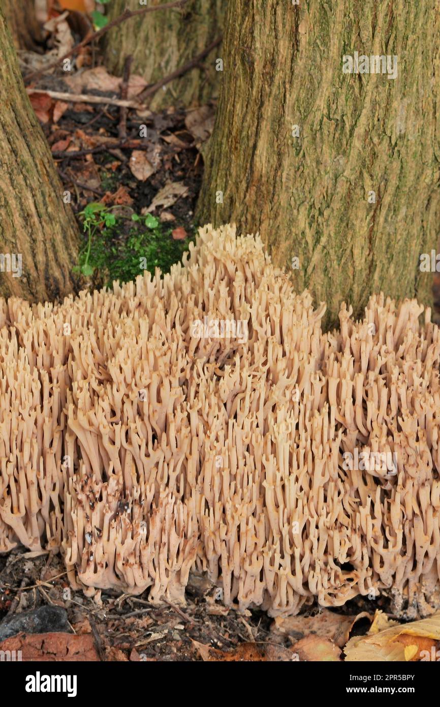 Upright Coral Fungus (Ramaria stricta) growing at the base of a berberis bush stem in shrubbery in public park, Edinburgh, Scotland Stock Photo
