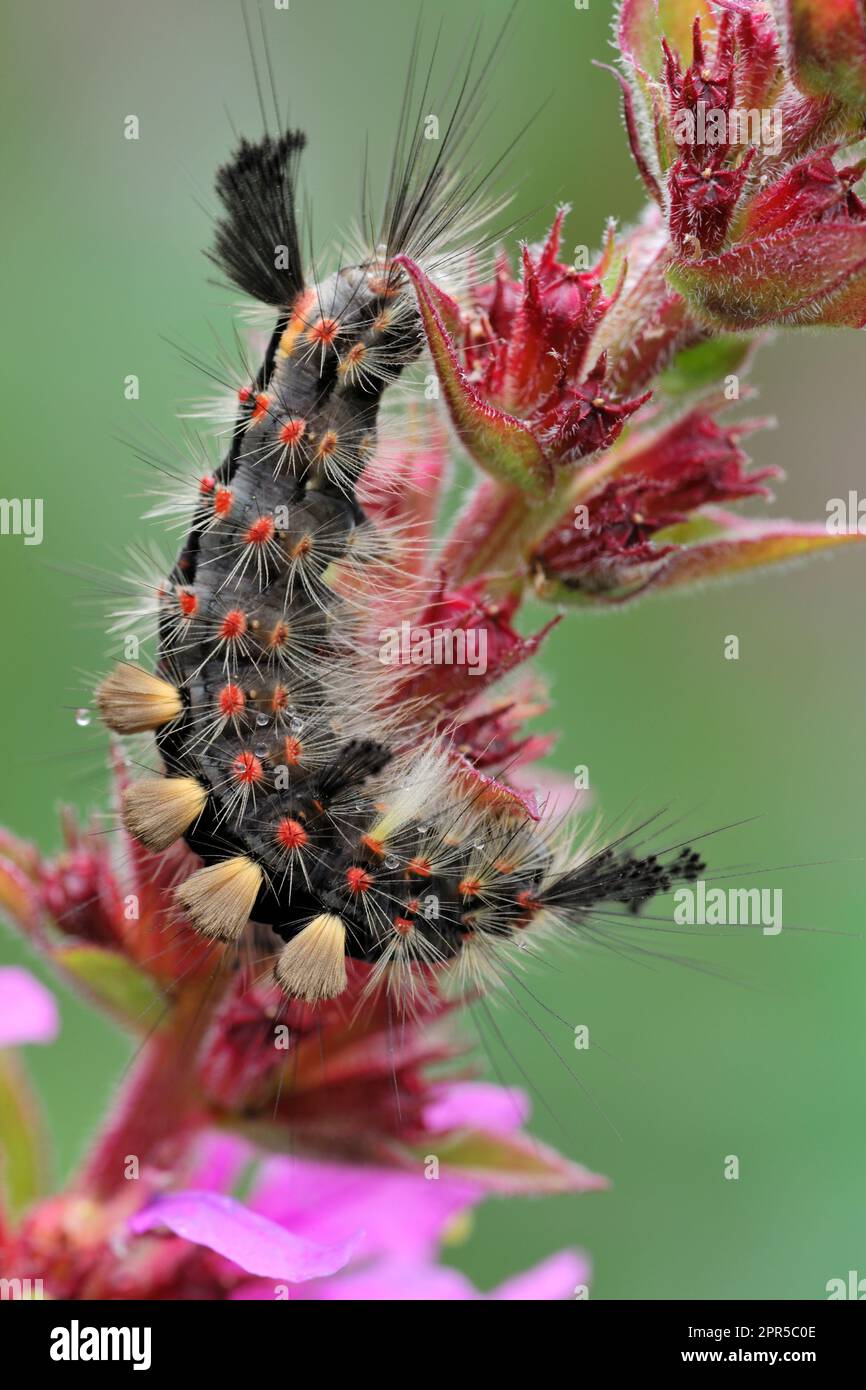 Vapourer moth (Orgyia antiqua) larvae / caterpillar on Purple Loosetrife (Lythrum salicaria) flower stem in garden, Inverness-shire, Scotland Stock Photo