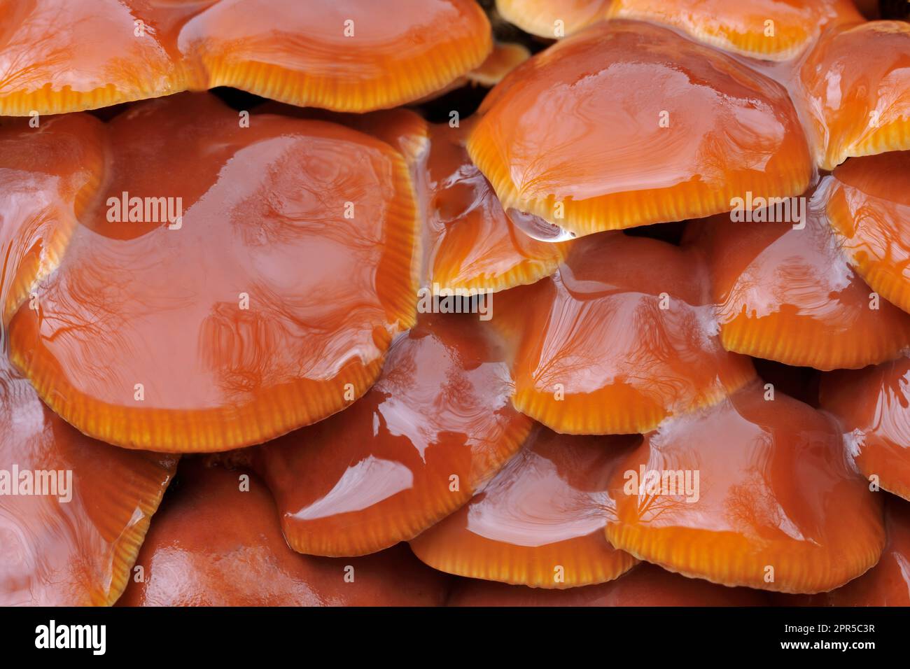 Velvet Shank Fungi / Winter Mushroom (Flammulina velutipes) close-up of cluster growing on felled logs in timber stack, photographed in heavy rain. Stock Photo