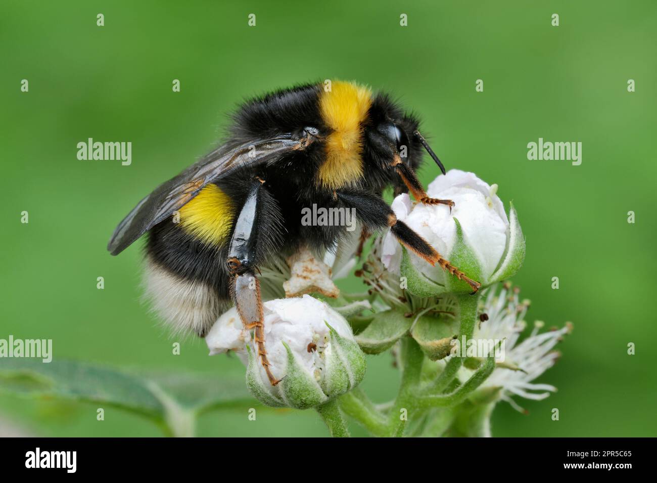 Northern White-tailed Bumblebee (Bombus magnus) queen resting / roosting on bramble in early evening, Aigas Field Studies Centre. Stock Photo