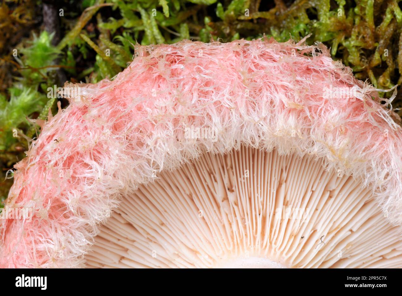 Woolly milk-cap fungi (Lactarius torminosus) close-up of underside of upturned specimen, Inverness-shire, Scotland, July 2016 Stock Photo