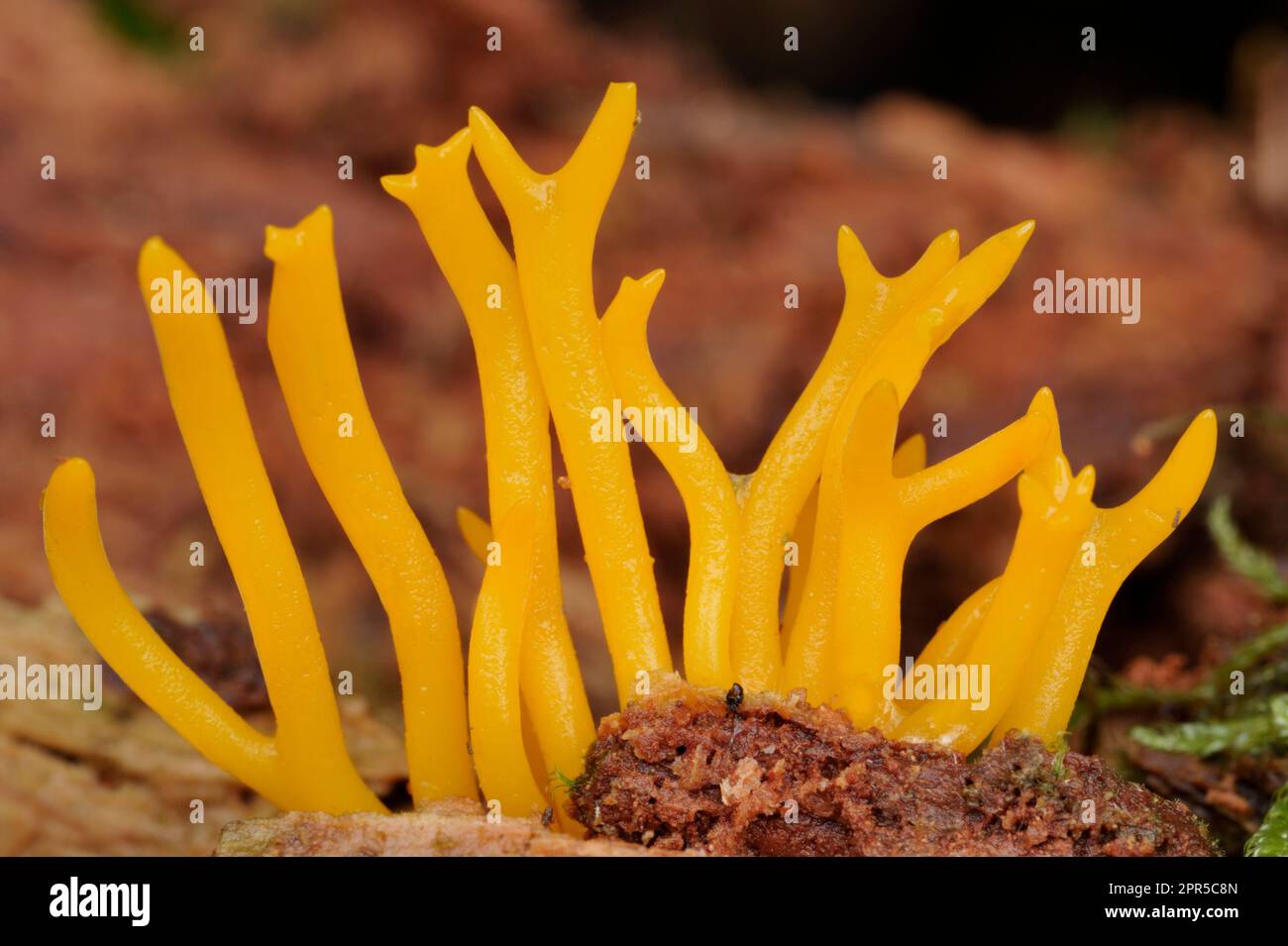 Yellow Antler / Yellow Stagshorn Fungi (Calocera viscosa) growing on decaying conifer stump, Berwickshire, Scottish Borders, Scotland, August 2008 Stock Photo