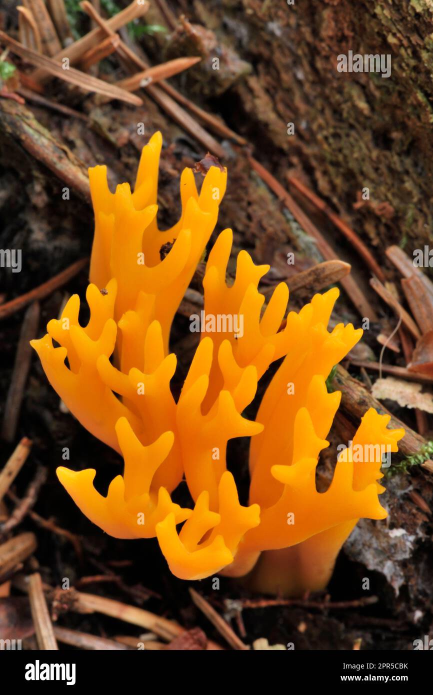 Yellow Antler / Yellow Stagshorn Fungi (Calocera viscosa) growing on the base of decaying conifer stump, Galloway, Scotland, September 2013 Stock Photo