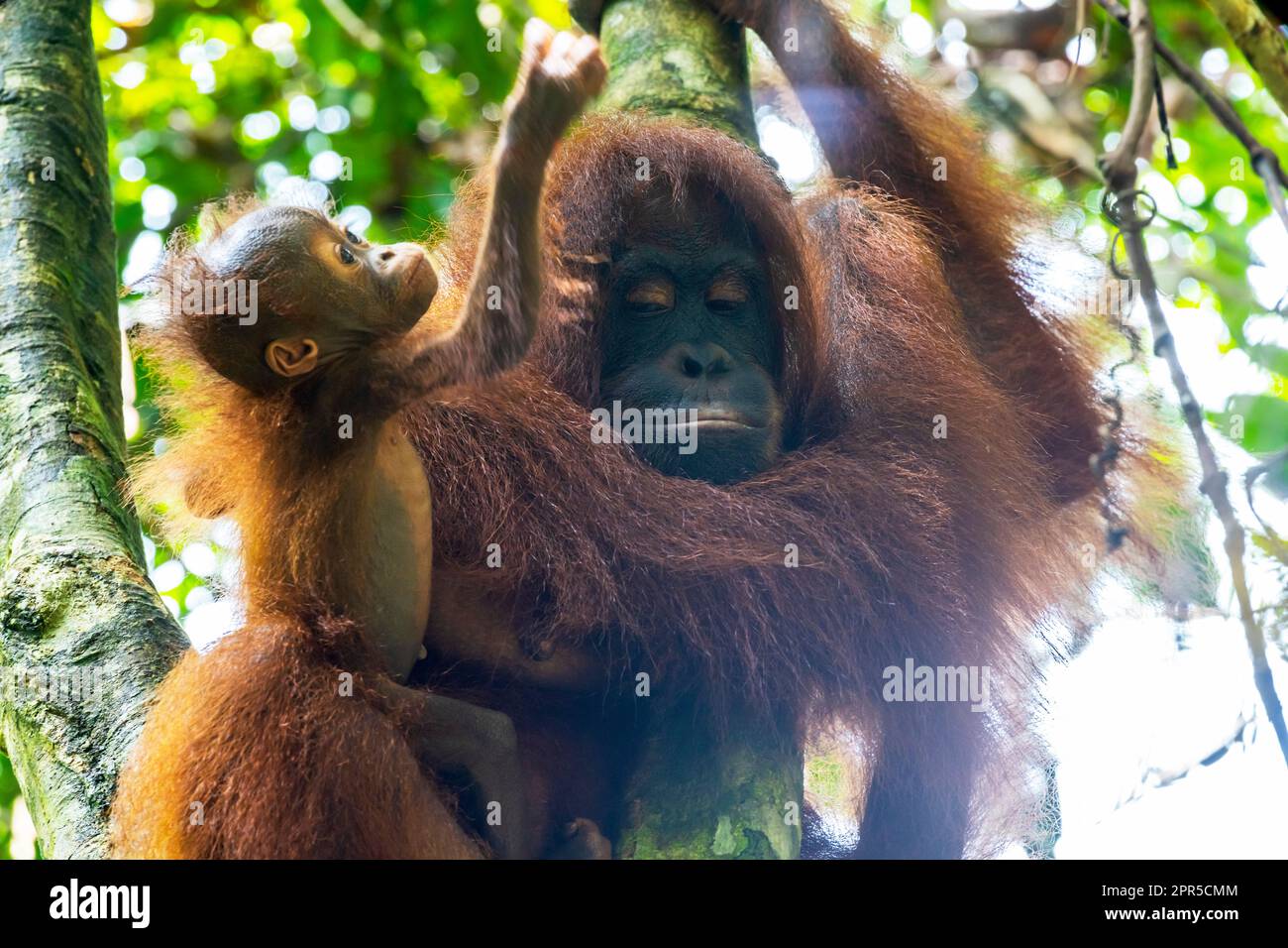 Mother orangutan with playful cub. Sepilok Orangutan Rehabilitation Center, Sandakan, Sabah, Borneo, Malaysia. Stock Photo